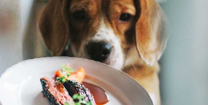Home Made Dog Food For Dog With Ear Infection Home Made Dog Food For Dog With Ear Infection