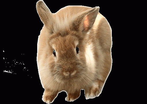 Home - Hanly Vet OFFICIAL WEBSITE