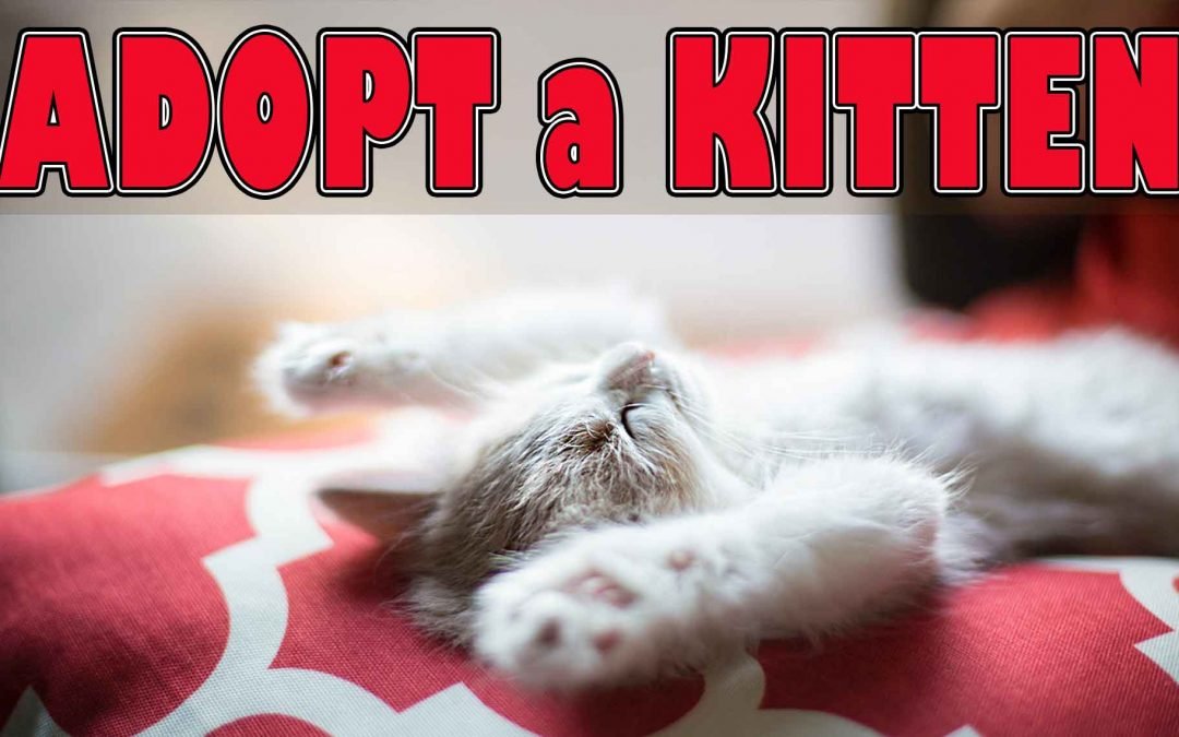 Adopt a Pet from Hanly Vets
