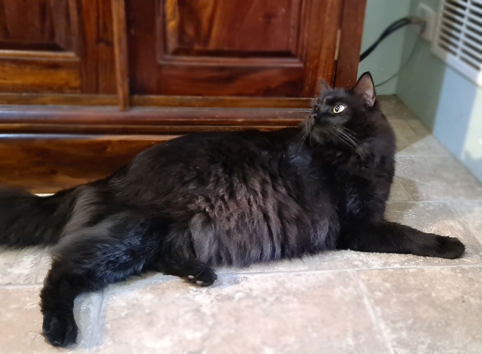 Fat-Fluffy-Cat Fat Cat